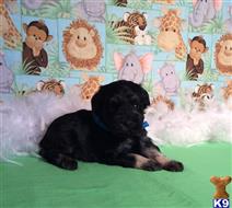 miniature schnauzer puppy posted by Rhonda Wallace